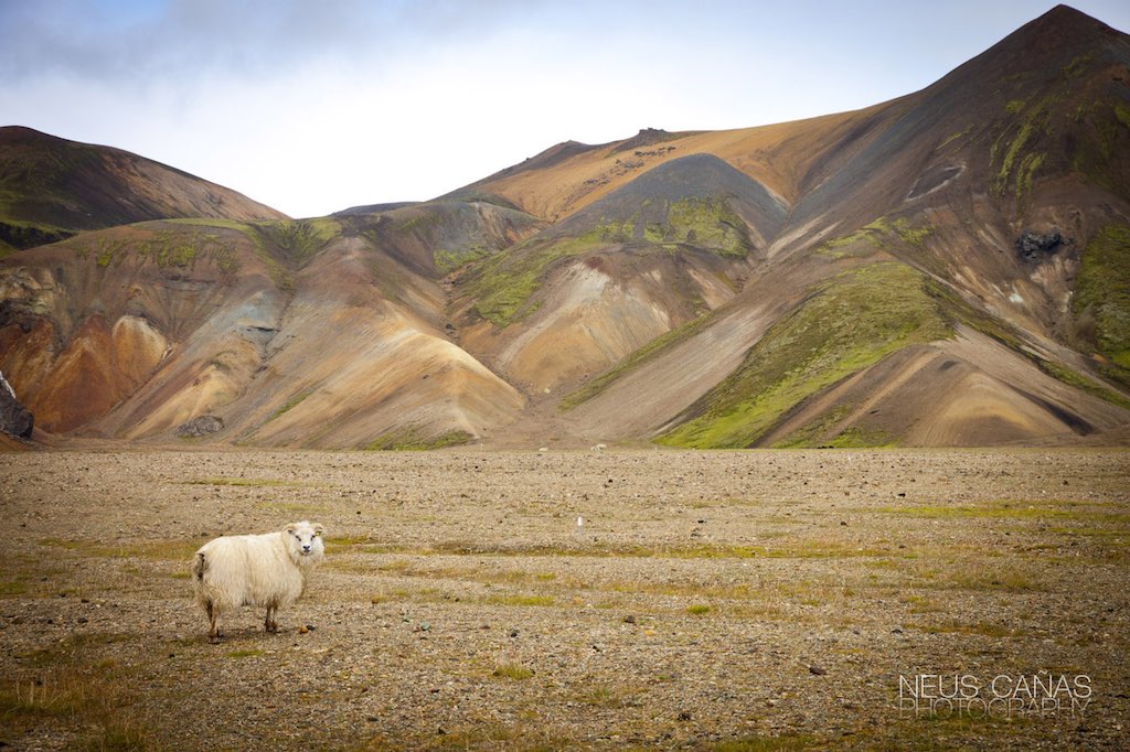 Las tierras altas de Landmannalaugar no están totalmente despobladas. Foto de ©Neus Cañas.