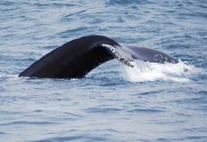Con un poco de suerte, pueden avistar ballenas, orcas o delfines en las excursiones de 2 o 3 horas que se organizan desde Husavík. Foto de austrianeye.