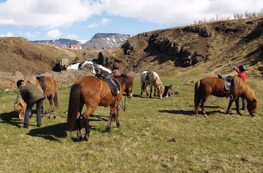La monta de los caballos islandeses atrae todos los años a cientos y cientos de turistas.