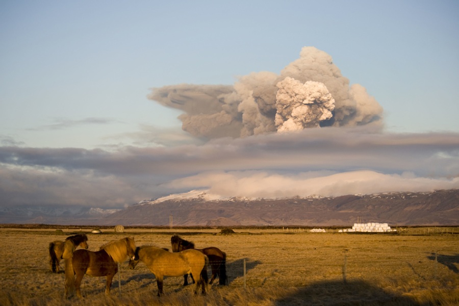 Caballos islandeses pastan mientras el volcán Eyjafjallajokull lanza temibles columnas de humo en 2010. Foto de Halldor Kolbeins.