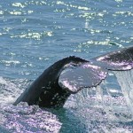Avistamiento de ballenas en Islandia