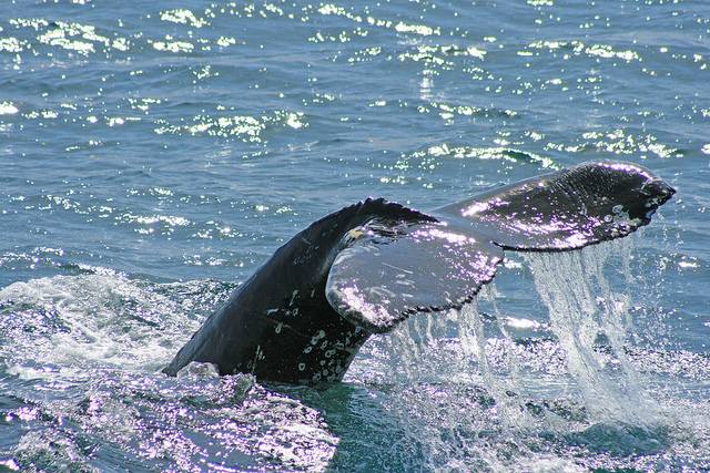 Los barcos utilizados a veces son antiguos pesqueros reconvertidos en barcos de avistamiento de ballenas.