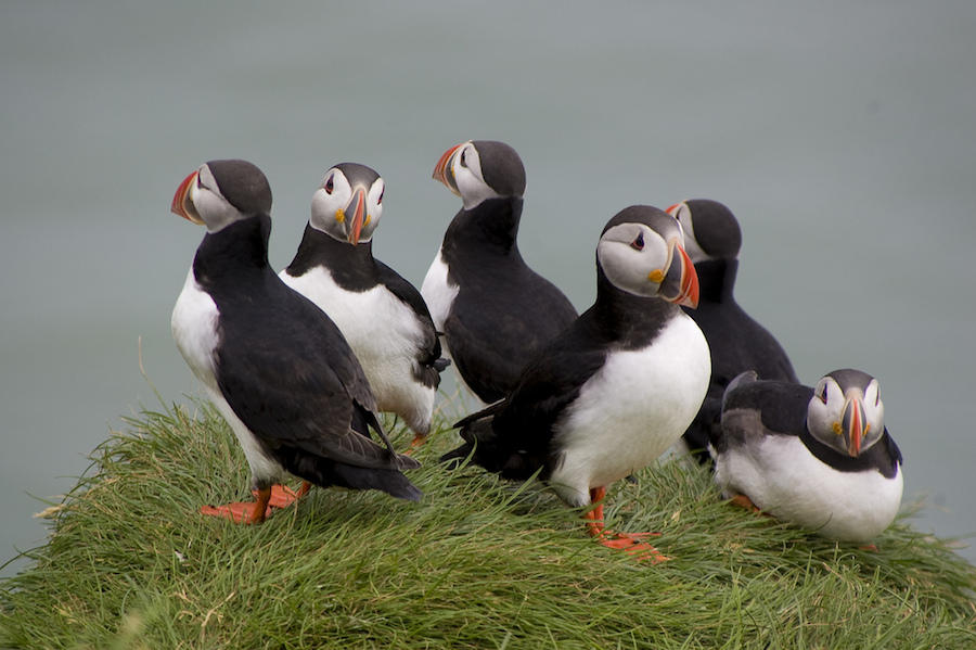 Avistamiento de ballenas y excursiones a las islas de los frailecillos